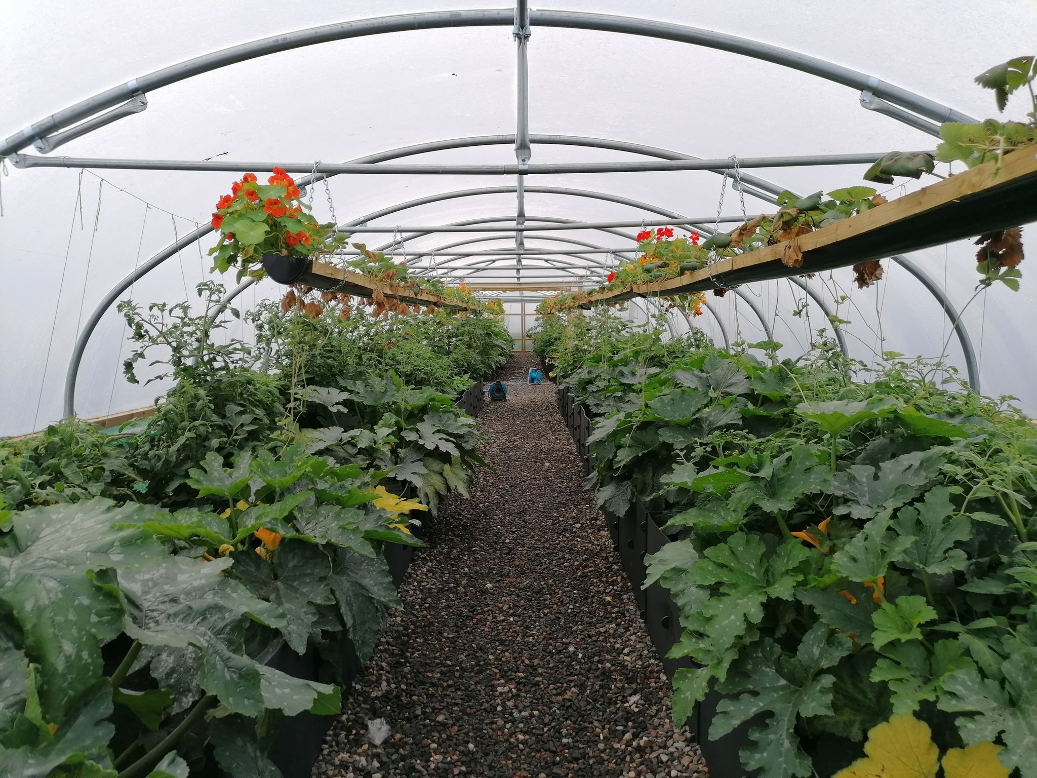 West Lothian Foodbank Polytunnel